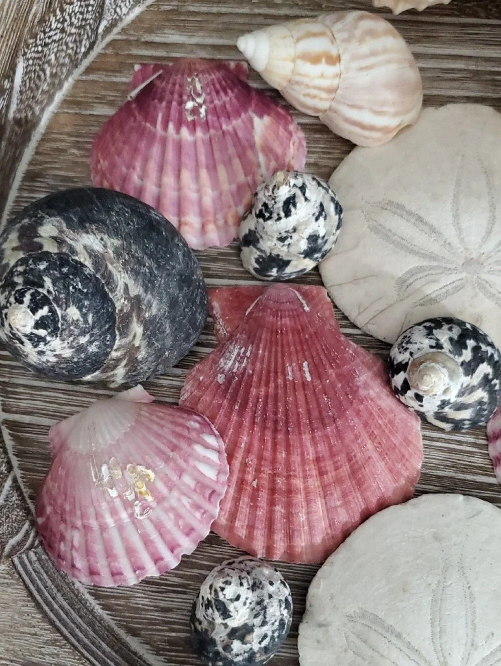 Natural Seashells Pink Murex Seashell Beach Coastal Decor Crafts Nautical